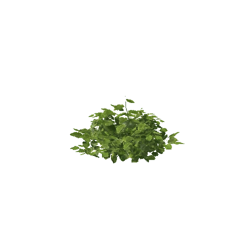 Plant 36_LOD_1